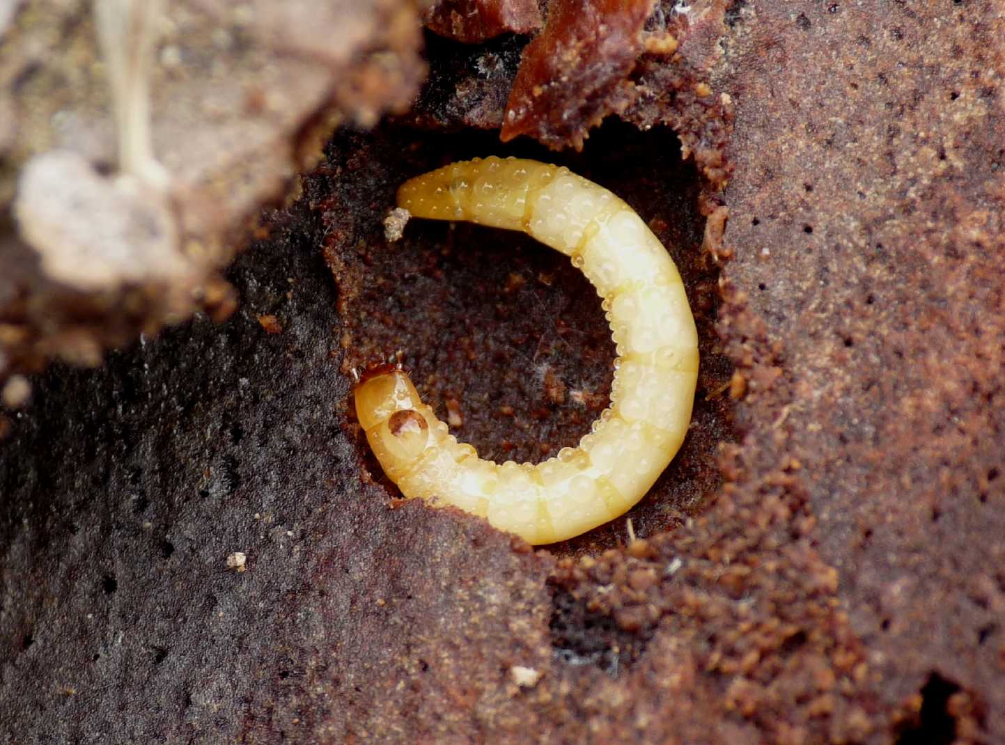 Larva di Tenebrionidae?